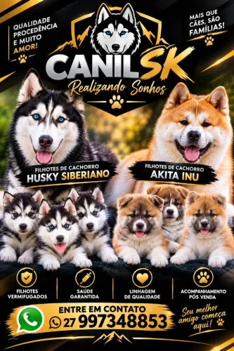 VENDE-SE HUSKY SIBERIANO FÊMEAS 