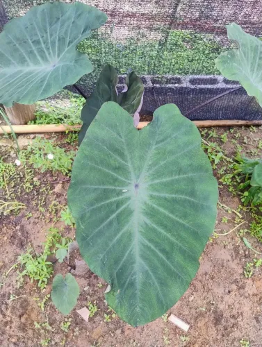 Colocasia crocodilo leather