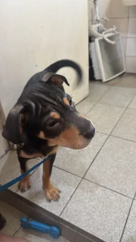 Cachorro filhote doação