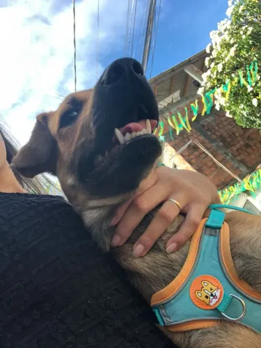 Cachorro para Adoção