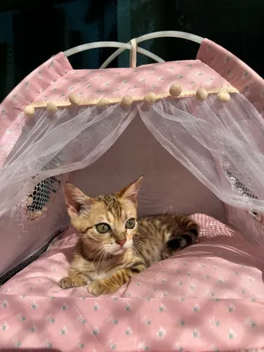 TEMOS BENGAL DISPONÍVEL !!!