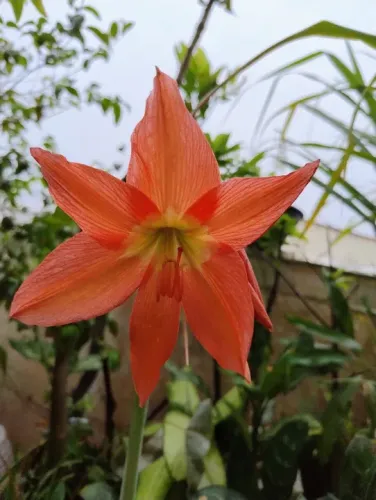 MUDAs DE LÍRIO AMARILIS (Laranja)  Hippeastrum Striatum