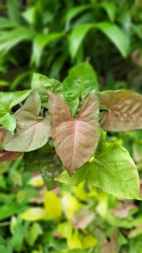 Mudas ornamentais: Folhagens, Syngonium, Plantas raras, Syngonium chocolate 