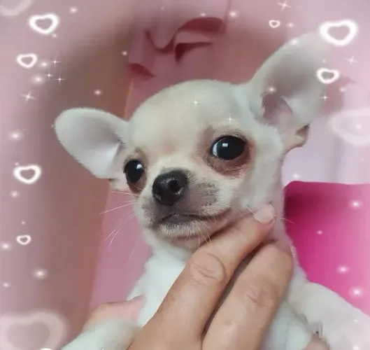 Chihuahua Branco Fêmea - Delicada e Cheia de Amor!