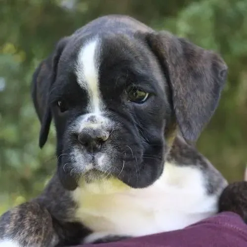 Boxer : Alegre, energético e muito carinhoso! 