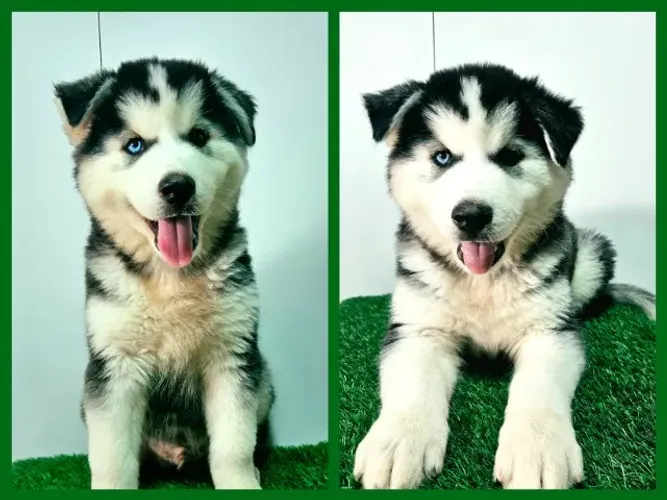 FILHOTES DE HUSKY SIBERIANO com PEDIGREE da CBKC! Machos e Fêmeas!!!