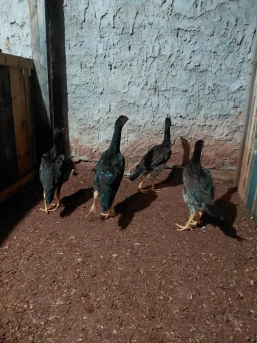 Frango 1 macho 3 fêmea