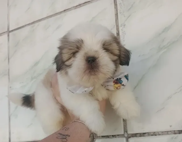 Shih Tzu Macho micro 