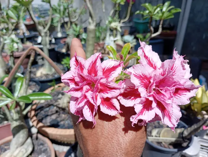 Rosa do deserto "planta de enxerto