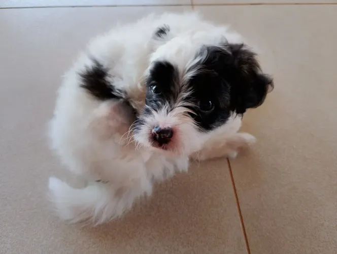 Vendo filhote de shih tzu com lulu