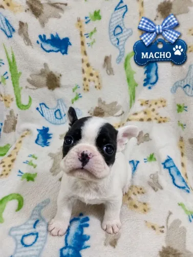 Buldogue francês 