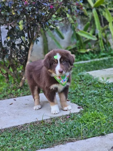 Border Collie | Entrega em Guarapuava 13/08