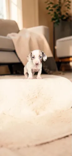 Daschund Mini fêmea
