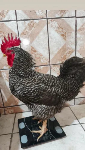 Galo carijó top! - 4.8kg - 300 reais