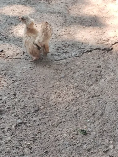 Pintinha nagazaki legítima,bem naniquinha