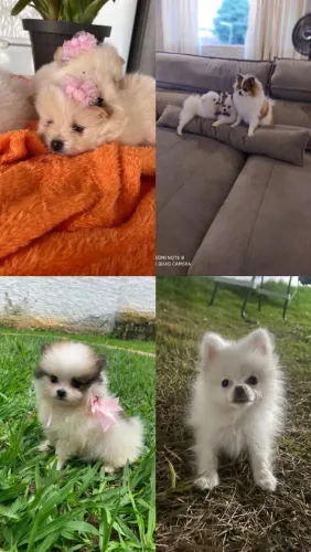 Spitz Alemão lindo 