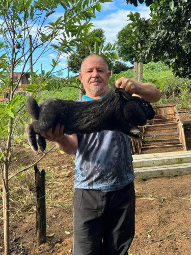 Coelhos gigantes
