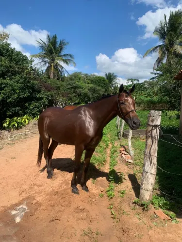 Égua