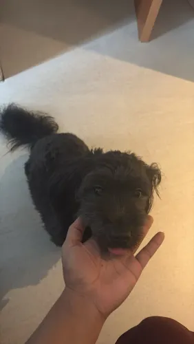 Cão para adoção responsável