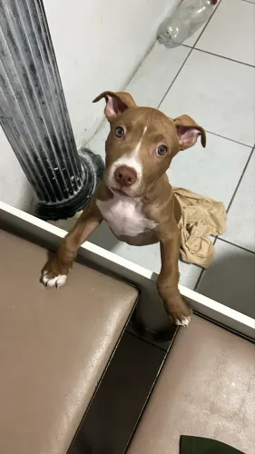 Pitbull