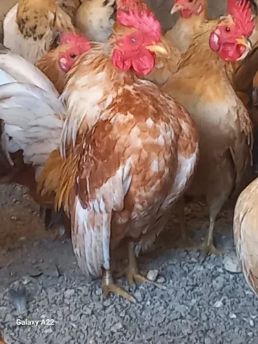 Galinha serama