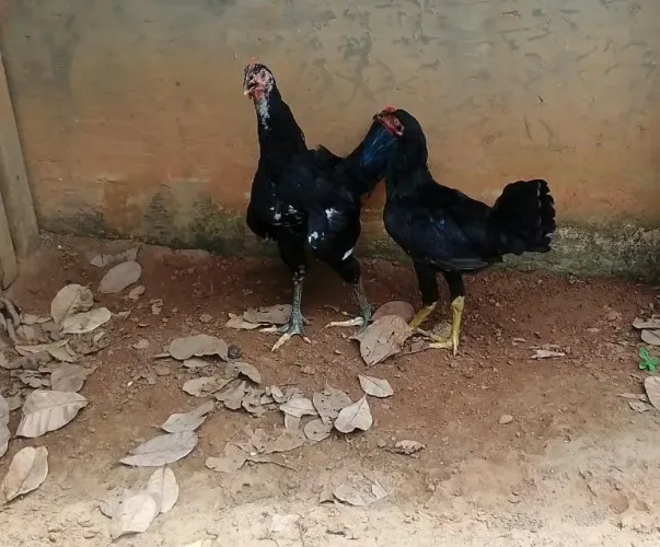 2 Frangos Caipira,Primeira Pena.