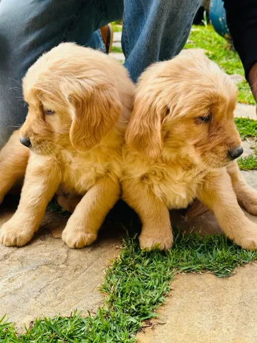 Golden Retriever Belos Bebês
