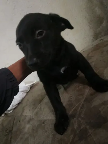 Filhotes de Pit Bull American Bully misturado com Pitbull fila