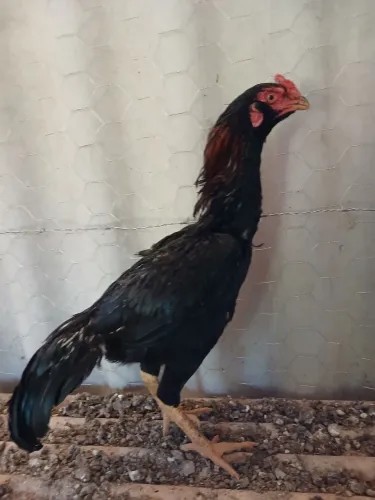 Frango
