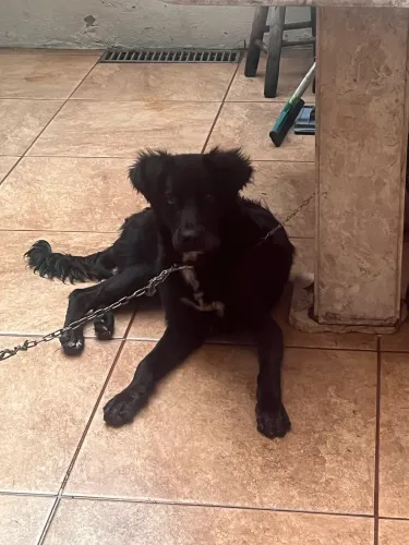 Cachorro labrador