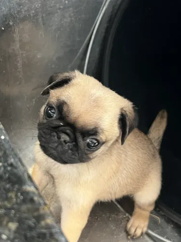 Pug fêmea