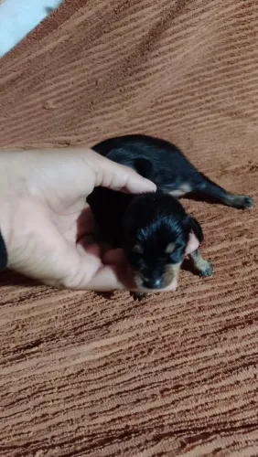 Cachorro pinscher 