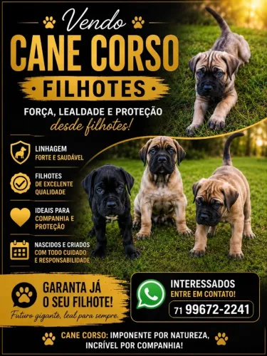 FILHOTES CANE CORSO 40 DIAS