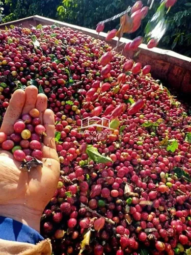 FAZENDA DE CAFE NO SUL DE MINAS DE PORTEIRA FECHADA ENTRE VARGINHA E LAVRAS