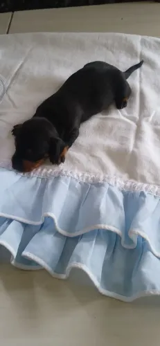 Cachorinhos dachshund
