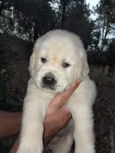  golden retriever o filhote que faz todo dia parecer dia dos namorados 