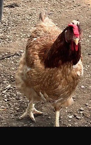 Galinha. Sertaneja balão. ( Gsb )