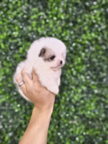 Spitz alemão filhote
