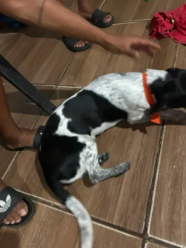 Doação de cachorra