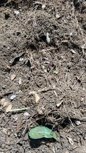 Terra de Compostagem 