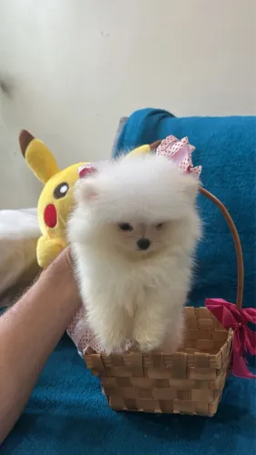 Linda fêmea, lulu da pomerânia anã