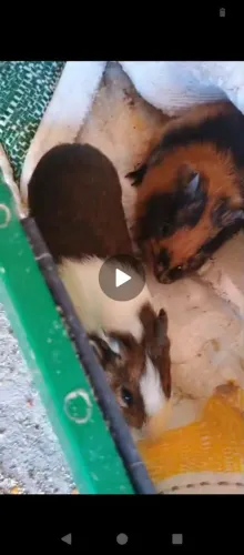 Porquinho da índia 