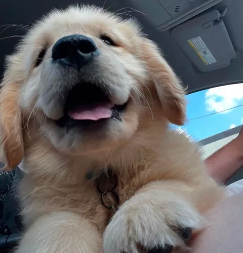 Golden Doguinho que pode conquistar seu espaço logo de cara