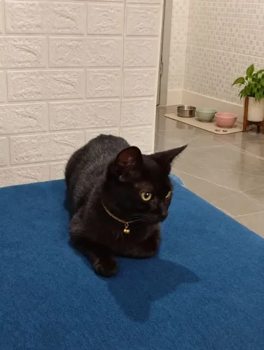 ? ADOÇÃO RESPONSÁVEL - ESSE LINDO MENINO PRECISA DE UM LAR! ?