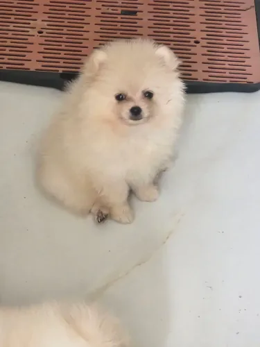 Machinho de Lulu da Pomerânea  -PROMOÇÃO 