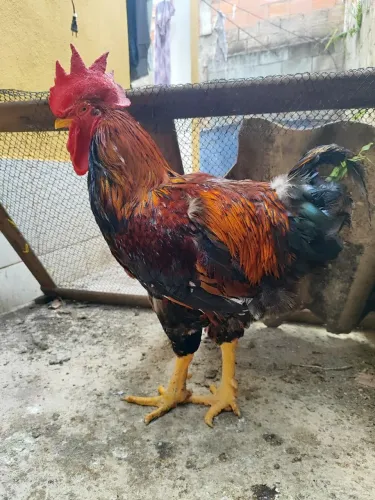 Galo GSB