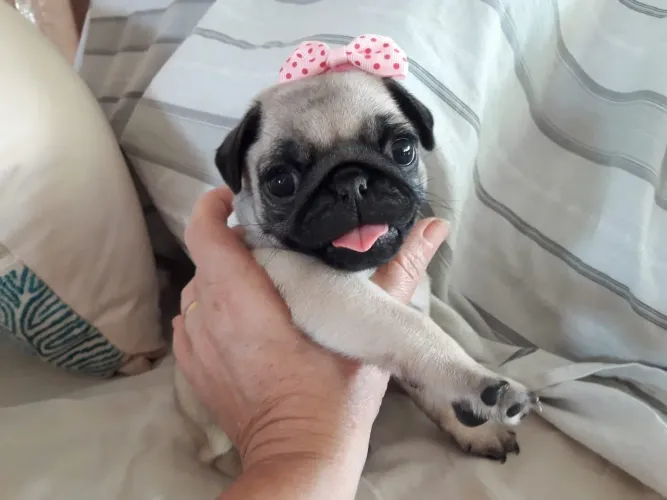 FILHOTE FÊMEA PUG