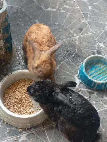 Vendo casal de Coelhos um macho e uma fêmea com 6 meses de vida.