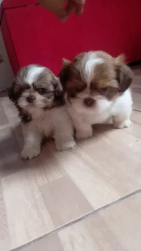 Lindos filhotes de Shitzu machos