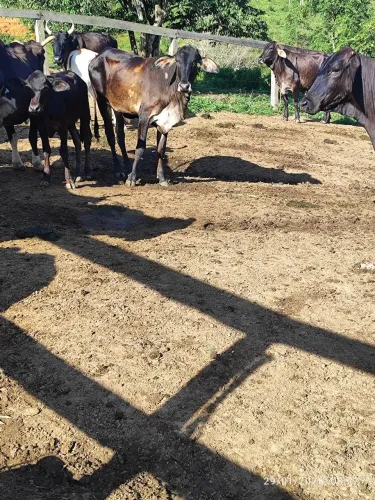 Vendo 2 novilhas filhas de vacas leiteiras.